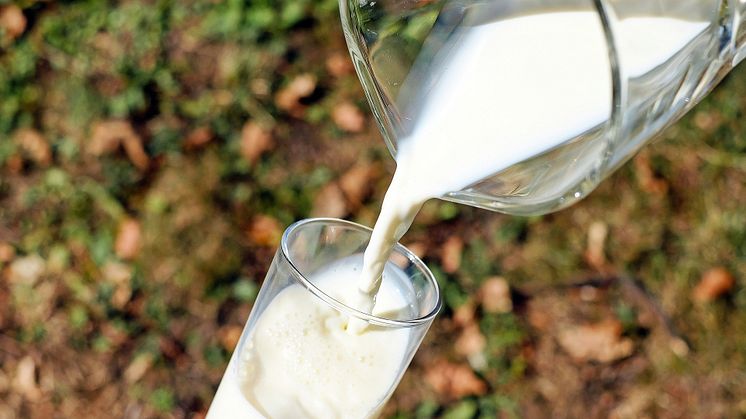2018 var 17 procent av den totala mjölkproduktionen ekologisk och antalet kor som hålls ekologiskt ökade. Foto: Pixabay