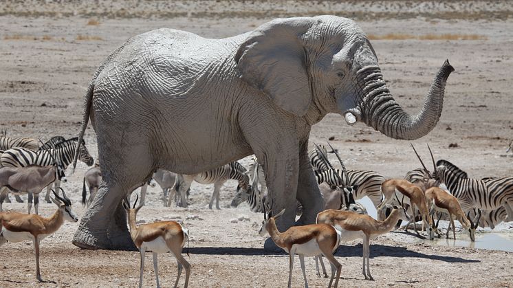 WWF Namibia och Jambo Tours samverkar för rätt och vist resande