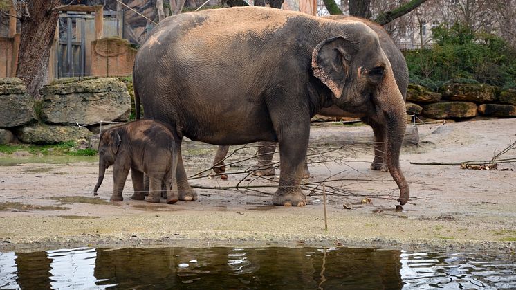 Zoo Leipzig - Elefanten im Freigehege