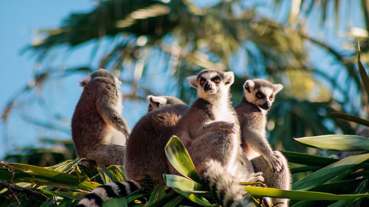 Lemurerne er nok blandt Madagascars mest ikoniske arter. Madagascar er et af de mest truede naturområder i verden. Foto: Shutterstock