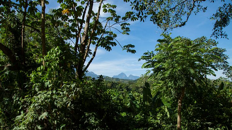 Pico Bonito skoven i Honduras. Strategien er at implementere lokalbaseret skovforvaltning i bufferzonen rundt om den primære skov og dermed genoprette og styrke denne.
