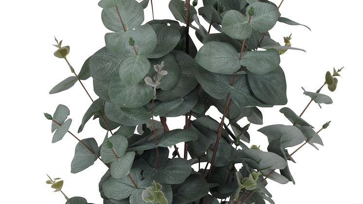 Tekokasvi eukalyptus RIPA K90cm
