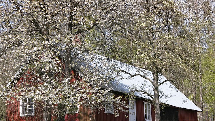 Tomt och trädgårdstrender 2010: Stor tomt och fin trädgård höjer priset