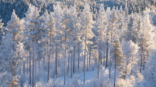 The transformation of the Canadian forest sector and Swedish experiences