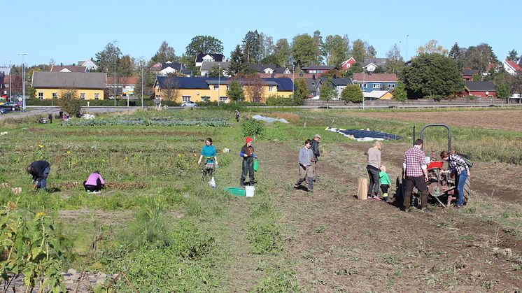 Foto: Nathalie Keene, Dysterjordet andelslandbruk