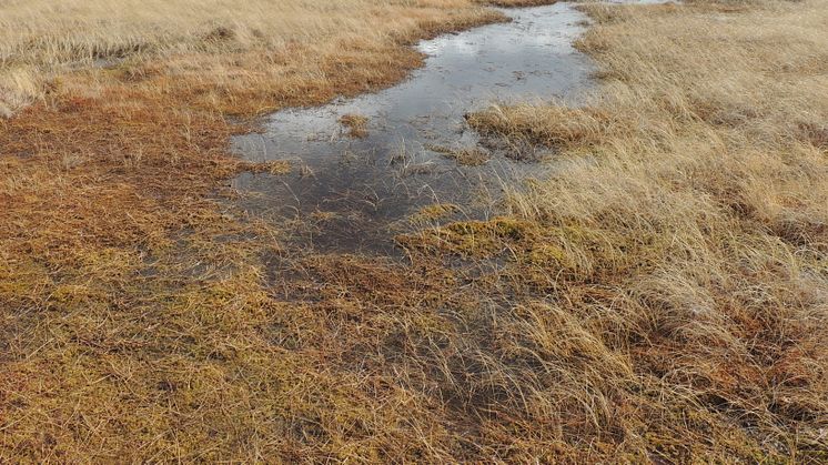 Bild på myrmark i Sälsflottens nybildade naturreservat 