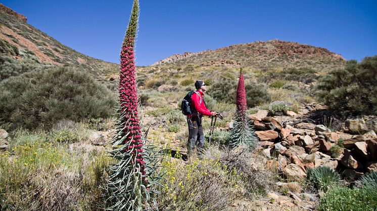 Hiking in Teide National Park (imaged owned by Tenerife Tourism Board)