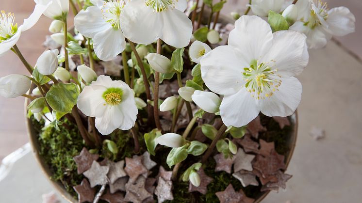 Helleborus 'Verboom beauty'