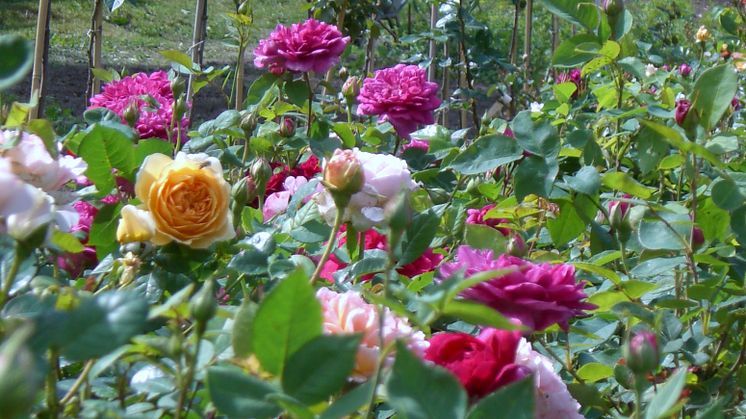 Nur zwei zertifizierte Bio-Rosenbetriebe gibt es in ganz Deutschland. Einer davon ist die Bioland-Rosenschule Uckermark im brandenburgischen Radekow. Foto: Bioland-Rosenschule.