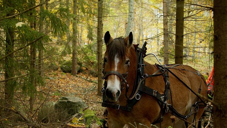  För att minimera påverkan på marken valde man en metod där hästar användes för att skonsamt transportera avverkat material. Foto: Jakob Sjöbom
