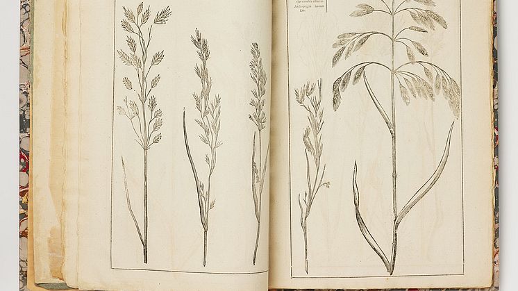 Camporum Elysiorum, Olof Rudbeck