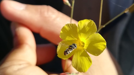 Ltenue_pollinator