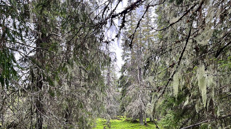 Med nuvarande avverkningstakt kommer ekologiskt värdefulla gamla skogar att vara borta om 50 år. Foto: Daniel Metcalfe