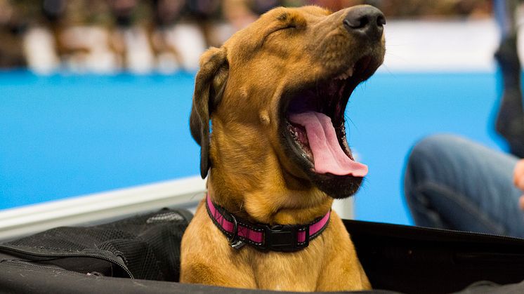 Populärt att gå till hundpsykolog: ”Idag bryr man sig mer om sin hund”