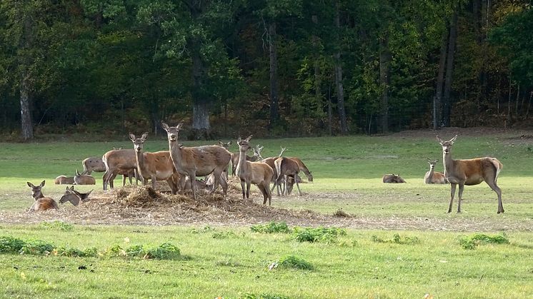 2018-11-06 Vad är vilt – vad är tamt? Foto: Holger Ellgaard [CC BY-SA 4.0]