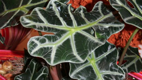 Alocasia – riktiga rysare i Halloweentider