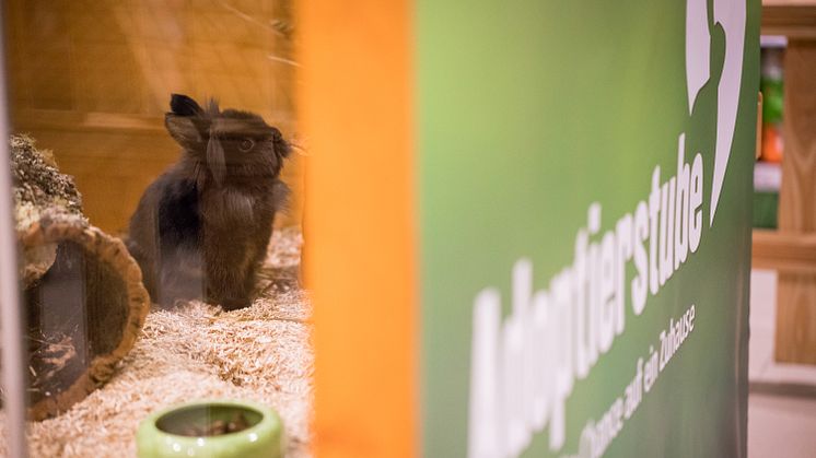 Die Adoptierstube im Fressnapf-Markt Mannhei-Vogelstang - mit "Bewohner" Felix