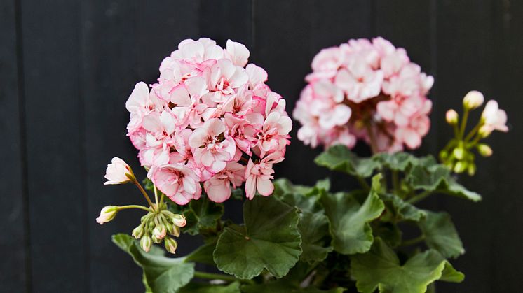 Årets Pelargon 2018 heter zonalpelargon, Pelargonium x hortorum ’Picotee Pink’. Foto. Lina Arvidsson