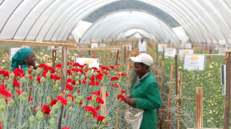 Fairtrade stärker kriterierna för anställd arbetskraft