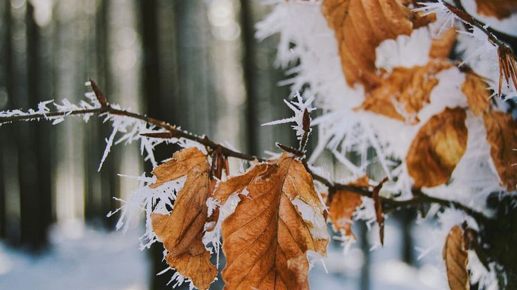 Callunas julgåva 2023 går till Naturarvets arbete med skydd av värdefulla gammelskogar. Foto: Caleb Stokes (unsplash.com).