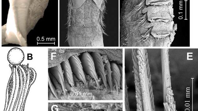 Protis akvaplani (from Rzhavsky et al. 2013). 