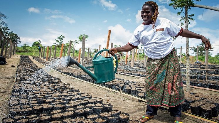 Kvindelig kaffefarmer vander nye kakaoplanter