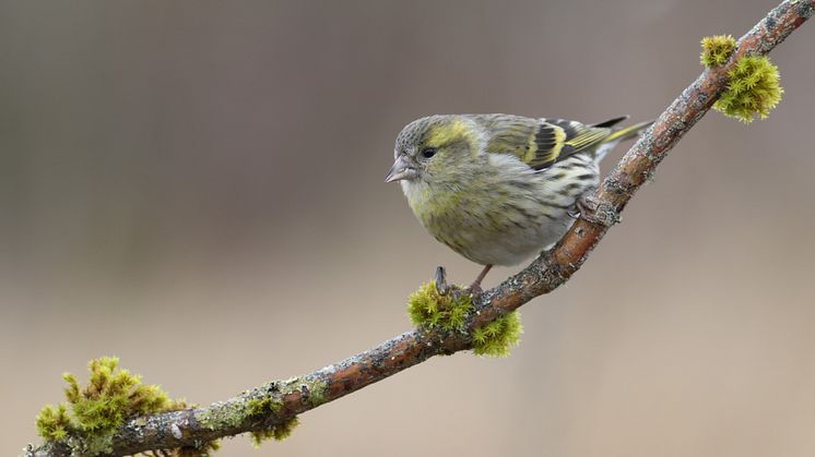 Grönsiska, arten som bjöd på årets skräll och landade på plats tre av topp tio.