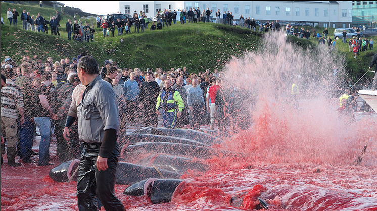 AIDA und Hapag-Lloyd stoppen wegen Walfang Anlandungen auf Färöer-Inseln - WDSF ruft gegenüber TUI Cruises zum Boykott auf