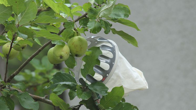 Äppelplockare i träd