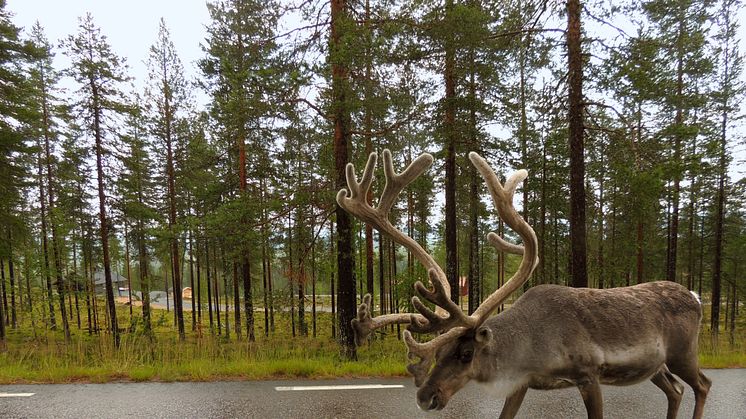 Rentjur på en landsväg i Jämtland. Foto: Marianne Stoessel/Stockholms universitet.
