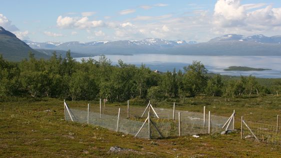 Spår av sork och lämmel syns från satelliter