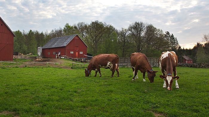 Antalet KRAV-märkta kor ökar i Skåne. Foto: Skånemejerier