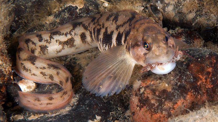 Tånglake (Zoarces viviparus) i Bottenviken. Tånglaken är en nordlig art som kan missgynnas av varmare klimat. Foto: Carlos Suárez/Oceana