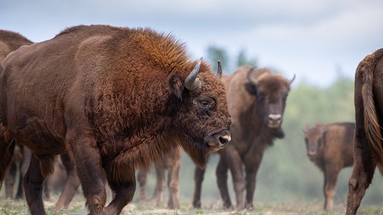 Deutschlands größte Wisentherde ist in der Döberitzer Heide zuhause. Hier leben rund 130 dieser Tiere. Foto: Sebastian Hennigs/Heinz Sielmann Stiftung.