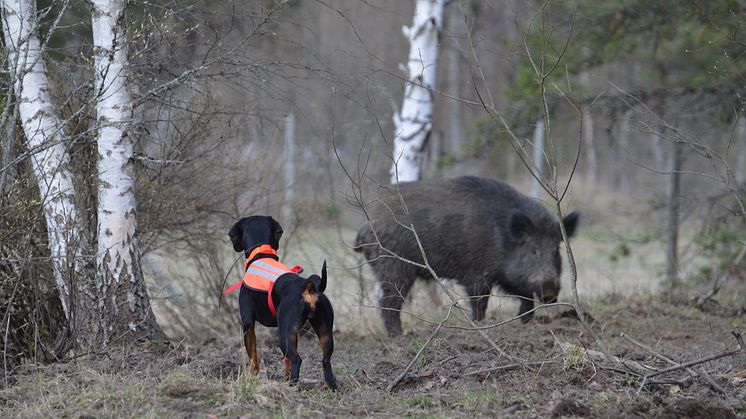 Jakthundsförsäkring anpassad för jakthunden