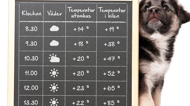 3 av 4 krossar bilrutan inom en kvart ​– Så gör du för att hjälpa en hund i en varm bil 