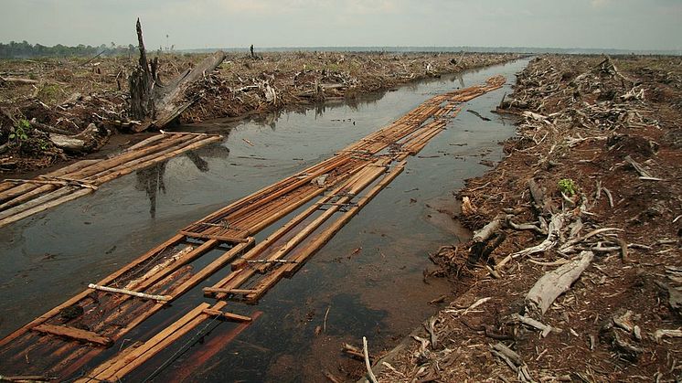 Skogsskövling i torvrik mark i den indonesiska provinsen Riau år 2006 för anläggande av palmoljeplantage. Bildkälla: Wikimedia Commons