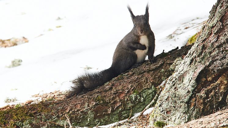 Eichhörnchen in Arosa (c) ST Partnerbild