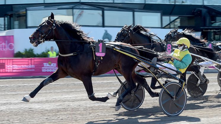 Vivid Wise As slutade tvåa i fjolårets Elitlopp. Nu får han chans till revansch i Elitloppet 2022. Foto: TR Bild