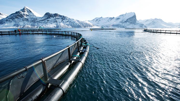 Foto: Johan Wildhagen/Norwegian Seafood Council