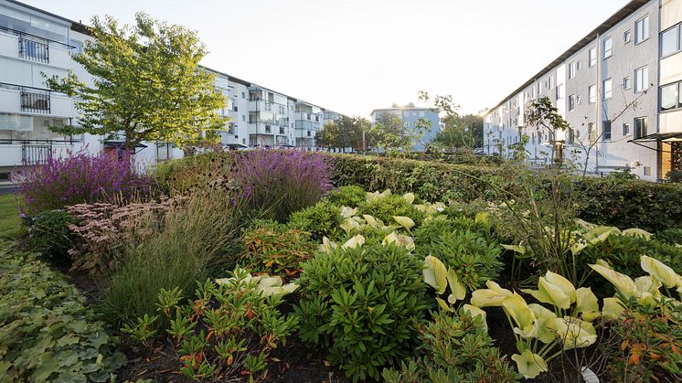 Bostadsbolagets miljövärdar arbetar långsiktigt, kreativt och nära hyresgästerna. Resultatet blir höga betyg i kundmätningen.