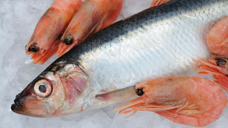 Testning av fisk och skaldjur visa höga halter av PFAS