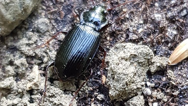 En jordlöpare har hittat en av de fröplattor som forskarna satt ut på fältet. Foto: Eirini Daouti