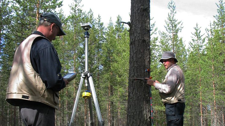 Fortsatt hög tillväxt i de svenska skogarna