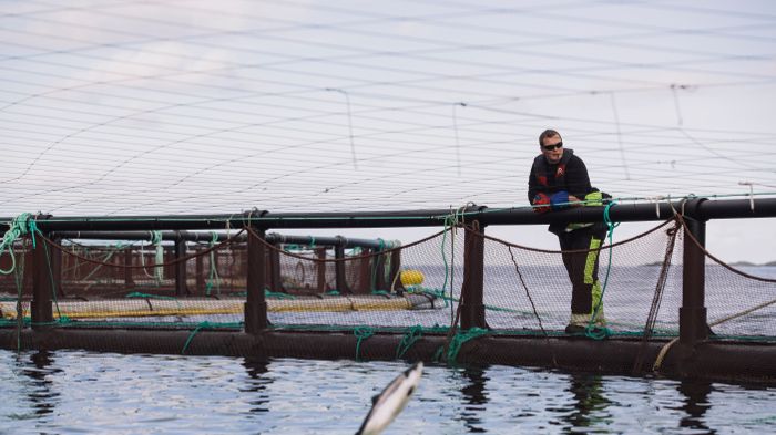 Gesund, schadstoffarm, zertifiziert – aktuelle Forschungsergebnisse bestätigen norwegische Lachszucht