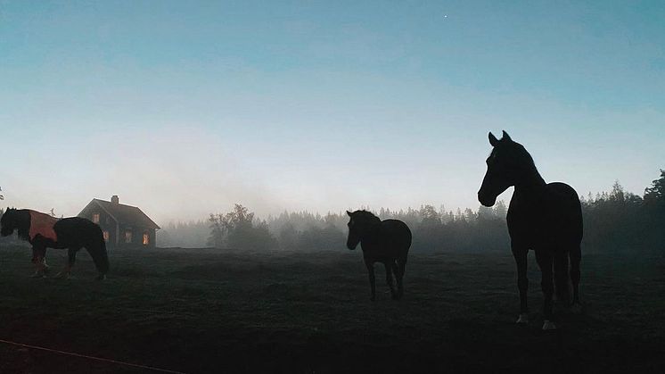 Foto: Elsa Bohman