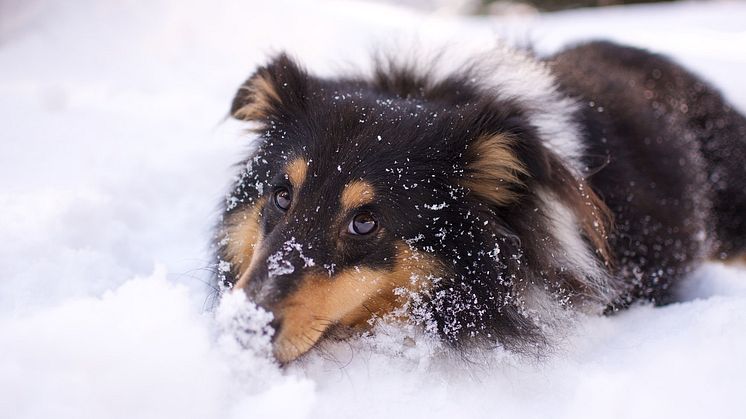 Hundpromenad i snön