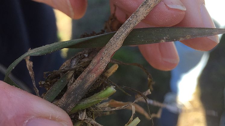 Veteplanta angripen av svartpricksjuka. Foto: Magnus Karlsson