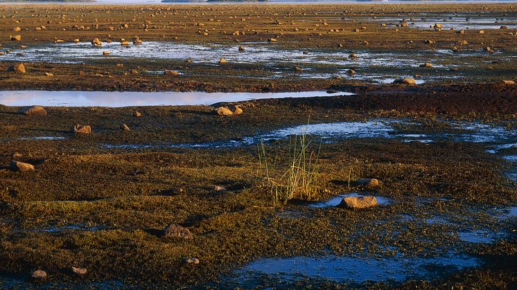 HaV ger 7,6 miljoner till miljöprojekt för kustvatten i norr och på västkusten