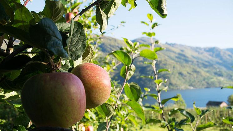 Årets eplejuice frå Hardanger og andre nyheter fra TINE